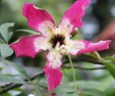 PALO BORRACHO - Chorisia speciosa - 10ml